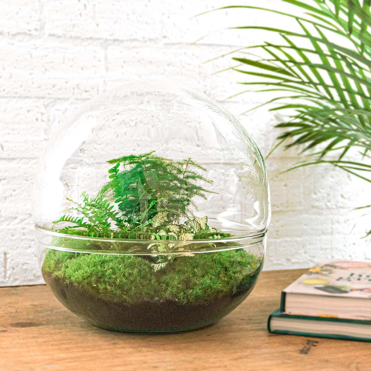 Livraison plante Kit Terrarium DIY - DOME XL