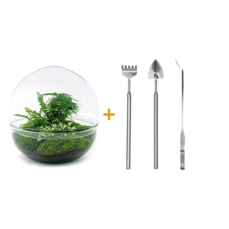 Livraison plante Kit Terrarium DIY - DOME XL