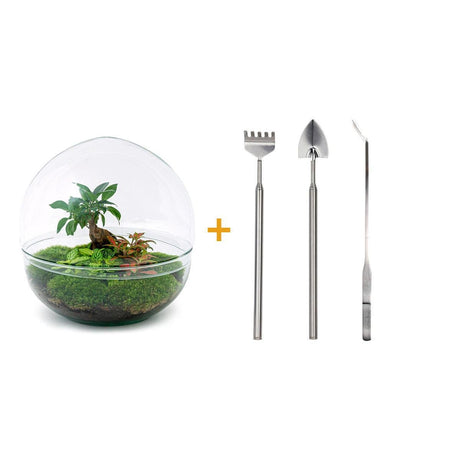 Livraison plante Kit Terrarium DIY - DOME XL