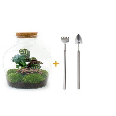 Livraison plante Kit Terrarium DIY - JOY