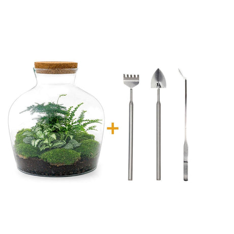 Livraison plante Kit Terrarium DIY - JOY