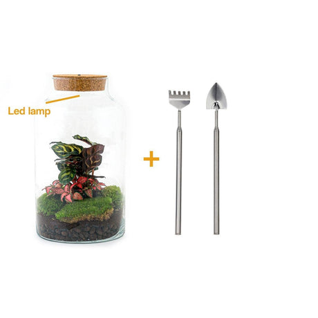 Livraison plante Kit Terrarium DIY - MILA