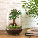 Livraison plante Kit Terrarium DIY - PARIS