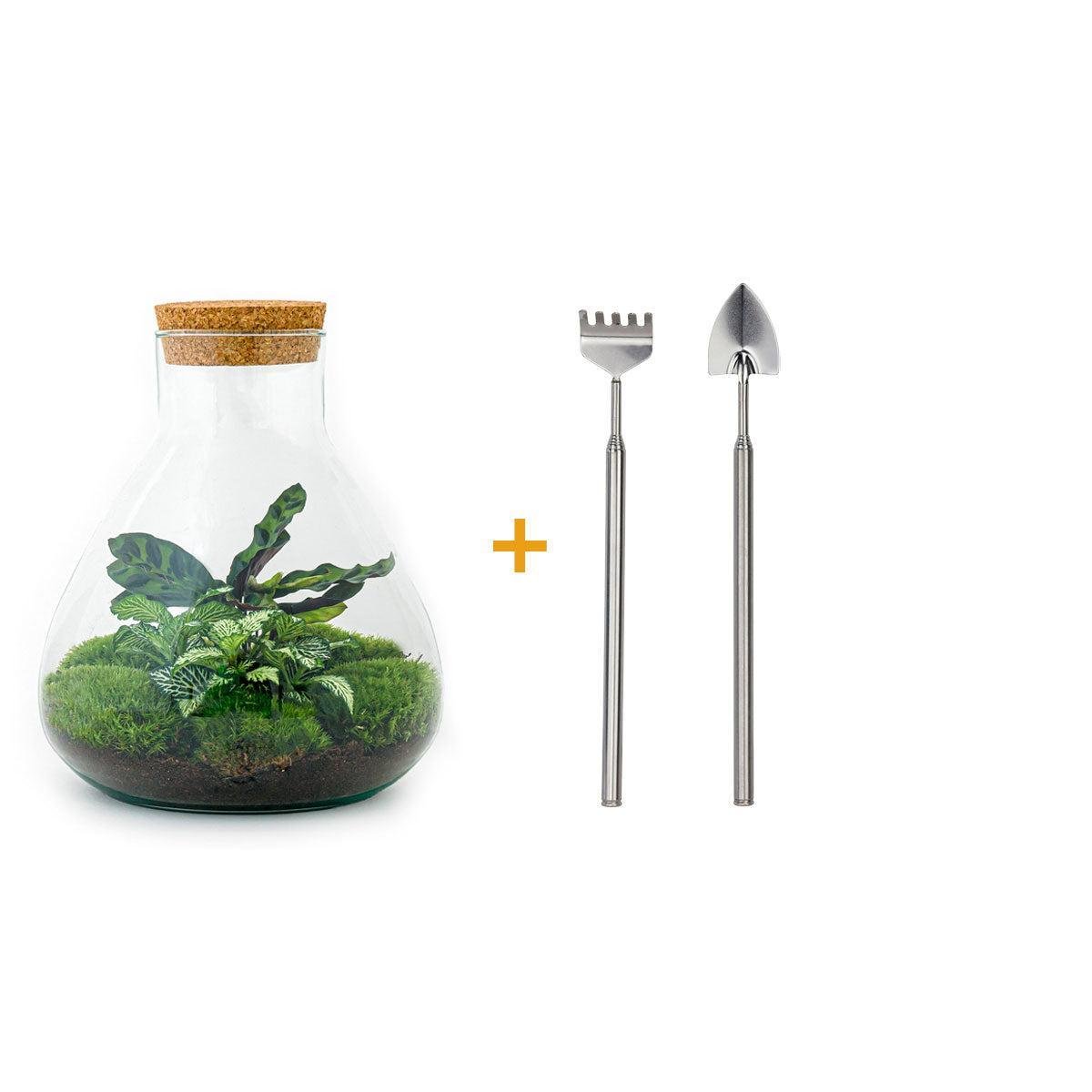 Livraison plante Kit Terrarium DIY - SAMA