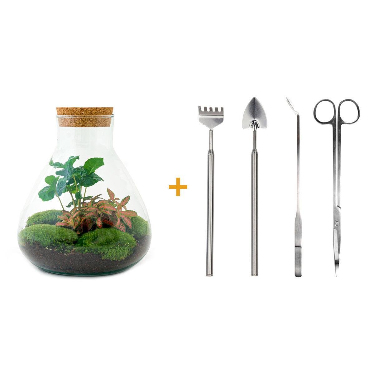 Livraison plante Kit Terrarium DIY - SAMA