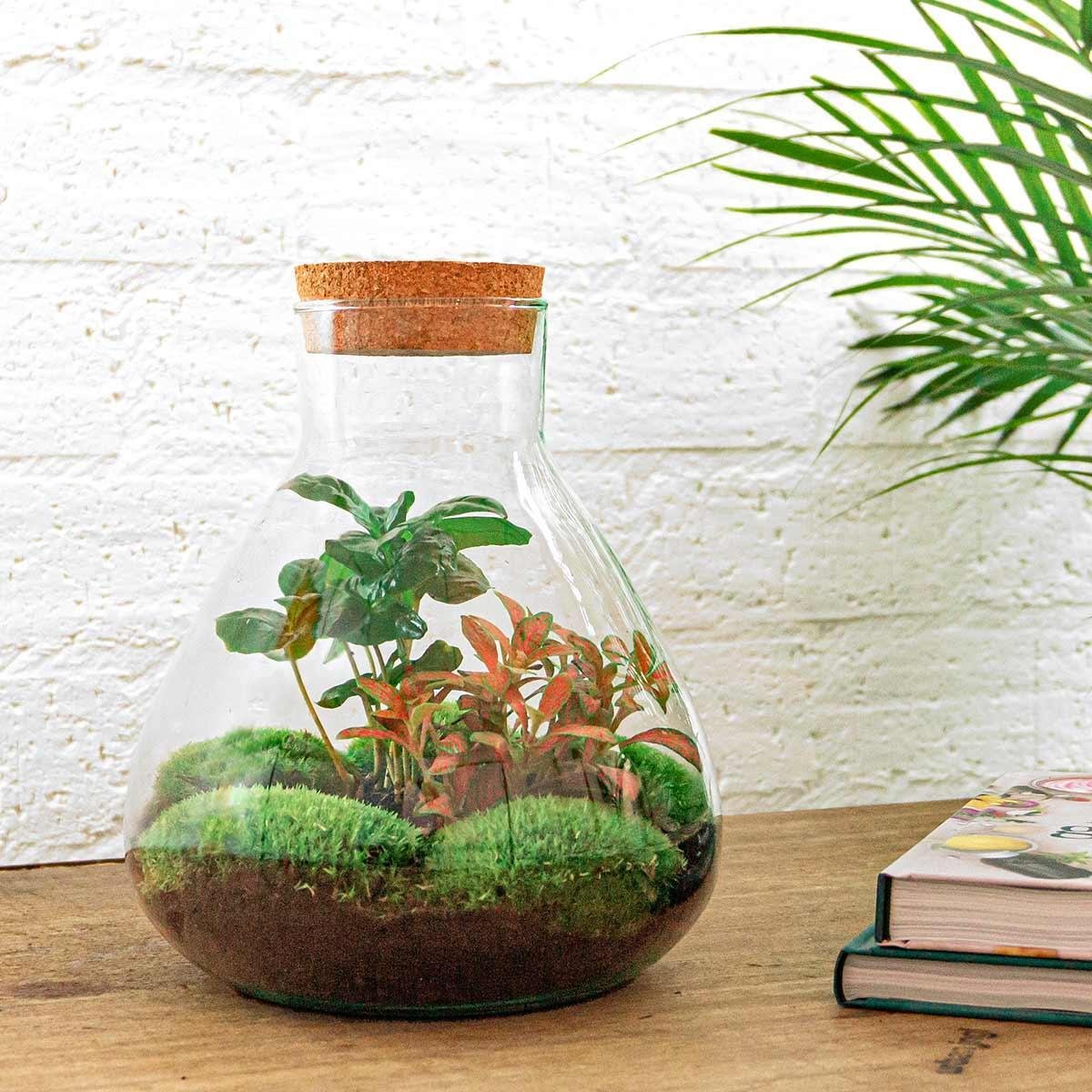 Livraison plante Kit Terrarium DIY - SAMA