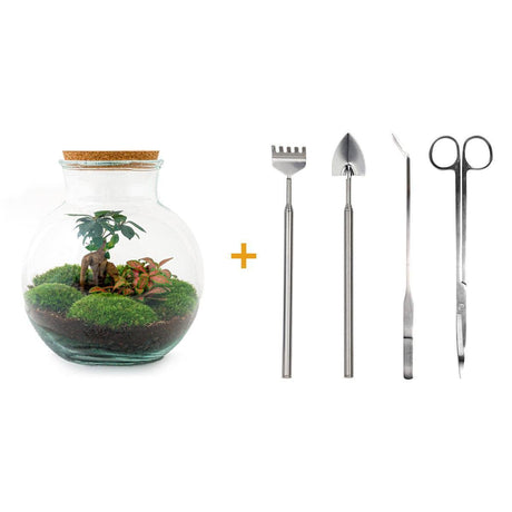 Livraison plante Kit Terrarium DIY - TEDDY