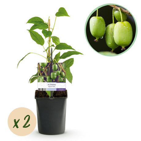 Livraison plante Kiwi Actinidia arguta Issai – Lot de 2 – Pot 11 cm