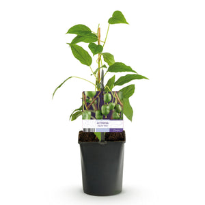 Livraison plante Kiwi Actinidia arguta Issai – Lot de 2 – Pot 11 cm