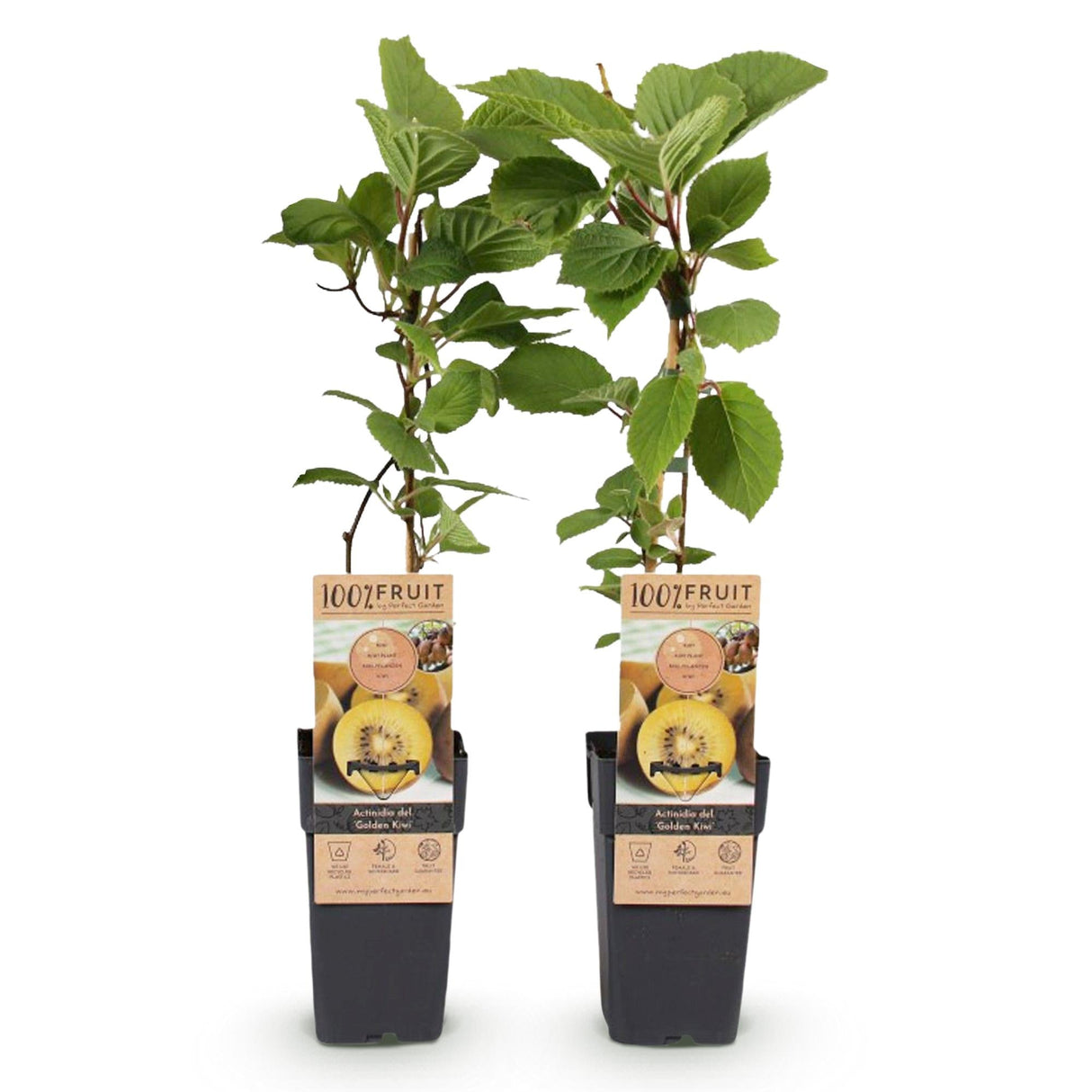 Livraison plante Kiwi doré Actinidia deliciosa – Lot de 2 – Pot 15 cm