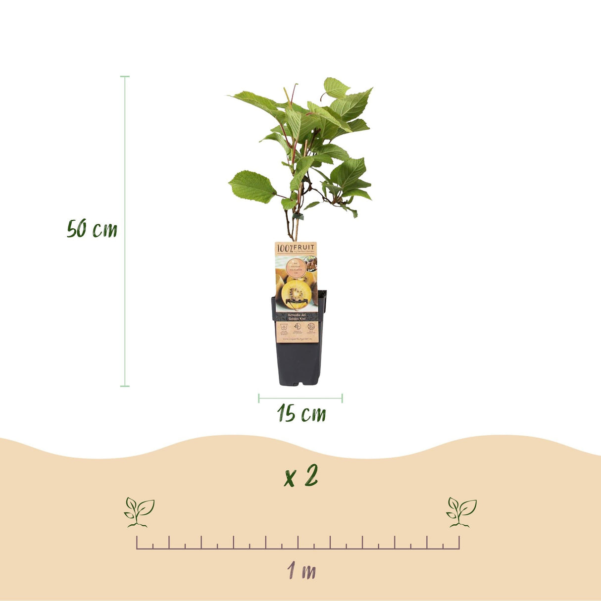 Livraison plante Kiwi doré Actinidia deliciosa – Lot de 2 – Pot 15 cm