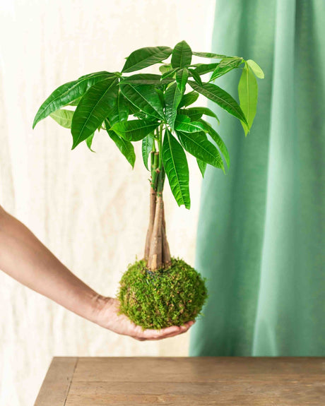 Livraison plante Kokedama - Pachira