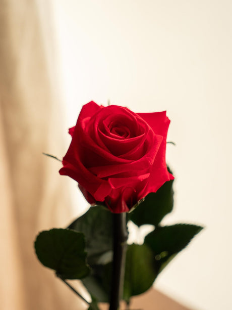 Livraison plante Kokedama - Rose éternelle - St Valentin