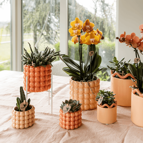 Livraison plante Kolibri Home | Poppy sierpot - Orange - Ø9cm