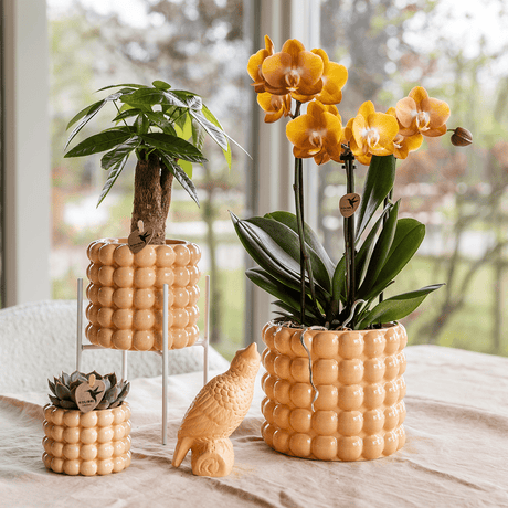 Livraison plante Kolibri Home | Poppy sierpot - Peach - Ø9cm