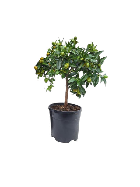 Livraison plante Kumquat d21cm h65cm