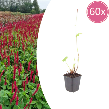 Livraison plante La renouée rouge