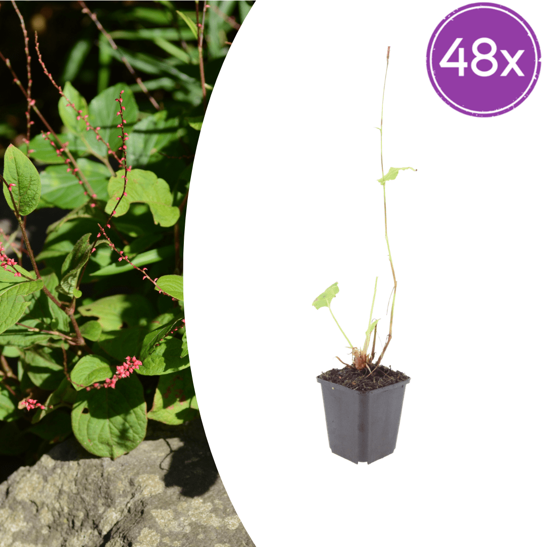 Livraison plante La renouée rouge