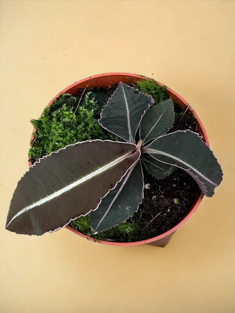 Livraison plante Labisia Pumila