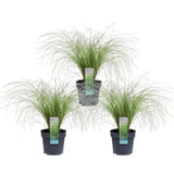 Livraison plante Laîche Carex Comans 'Frosted Curls' - ↨30cm - Ø14 - plante vivace extérieur