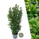 Livraison plante Laurier h125cm pour 10 mètres linéaires de haie 25x12L