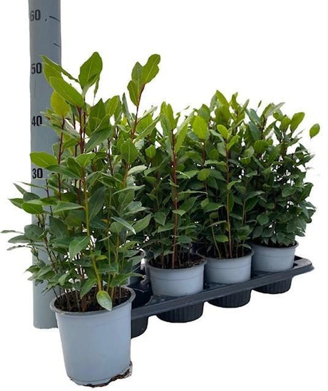 Livraison plante Laurier Nobilis d14cm h35cm