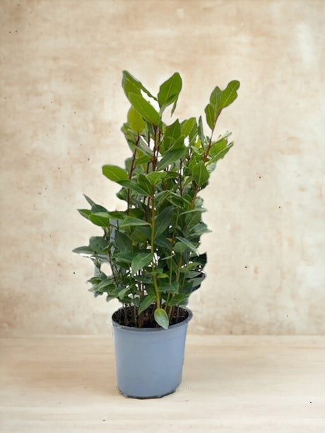 Livraison plante Laurier Nobilis d14cm h35cm