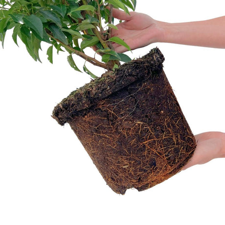 Livraison plante Laurier portugais h100cm pour 10 mètres linéaires de haie 25x12L