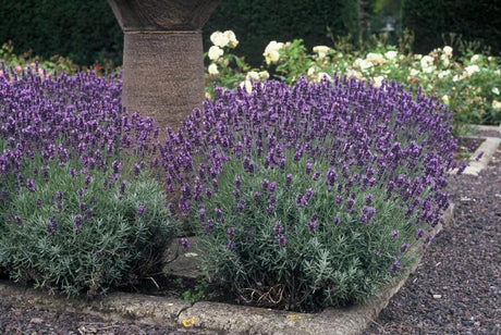 Livraison plante Lavande angustifolia 'Dwarf Blue'