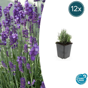 Livraison plante Lavande angustifolia 'Dwarf Blue'