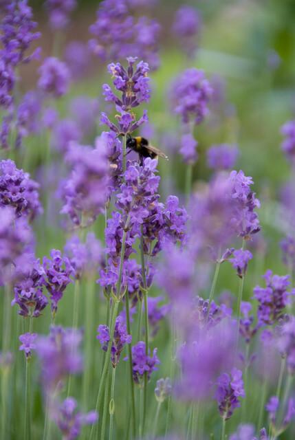 Livraison plante Lavande angustifolia 'Munstead'