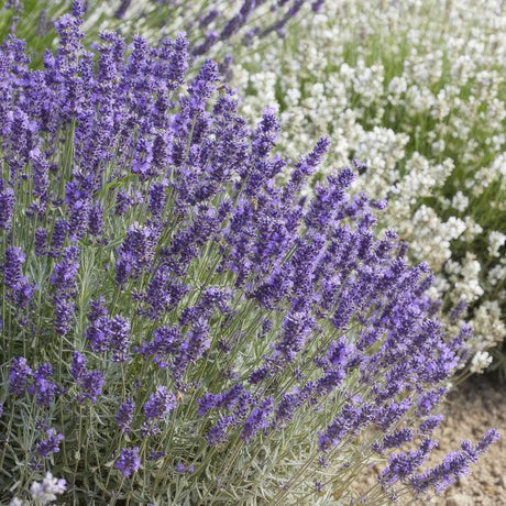 Livraison plante Lavande 'Hidcote'