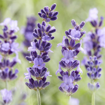 Lavanda (Lavandula Angustifolia) 'Hidcote'