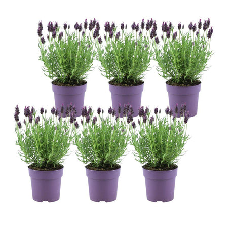 Livraison plante Lavande stoechas Anouk® lot de 6 - d12 cm - Plante d'extérieur fleurie