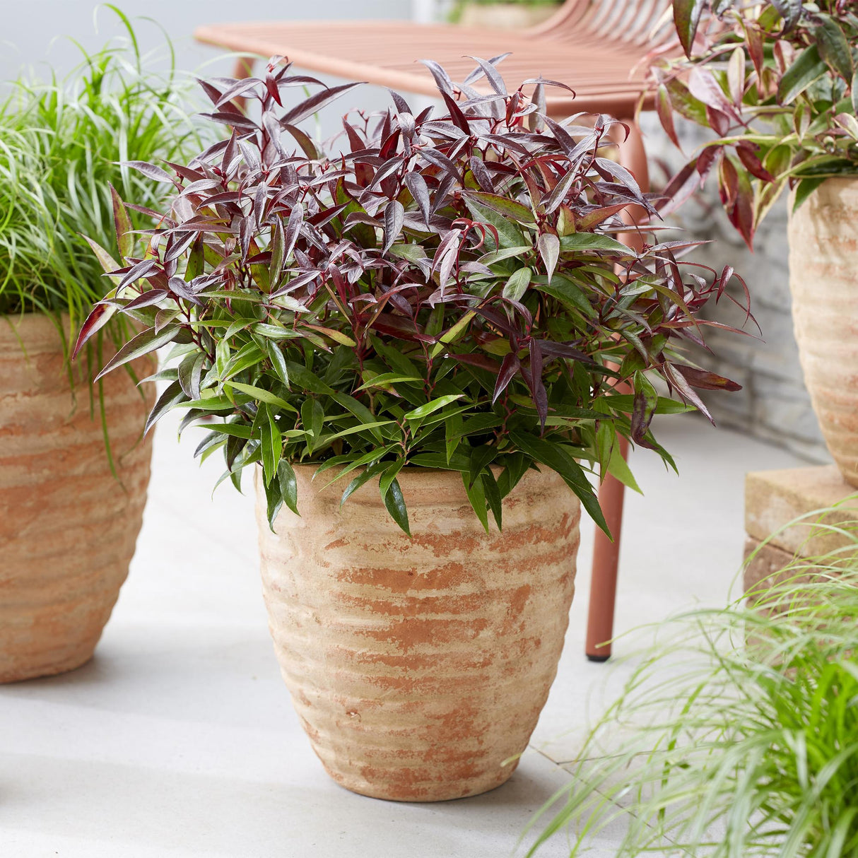 Livraison plante Leucothoe Burning Love – Lot de 2 – Pot 17cm – Hauteur 45 cm