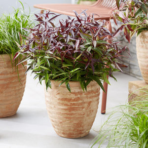 Livraison plante Leucothoe Burning Love – Lot de 2 – Pot 17cm – Hauteur 45 cm