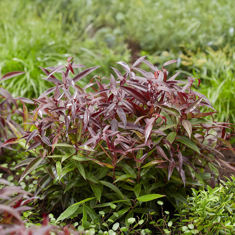 Livraison plante Leucothoe Burning Love – Lot de 2 – Pot 17cm – Hauteur 45 cm