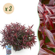 Livraison plante Leucothoe Burning Love – Lot de 2 – Pot 17cm – Hauteur 45 cm