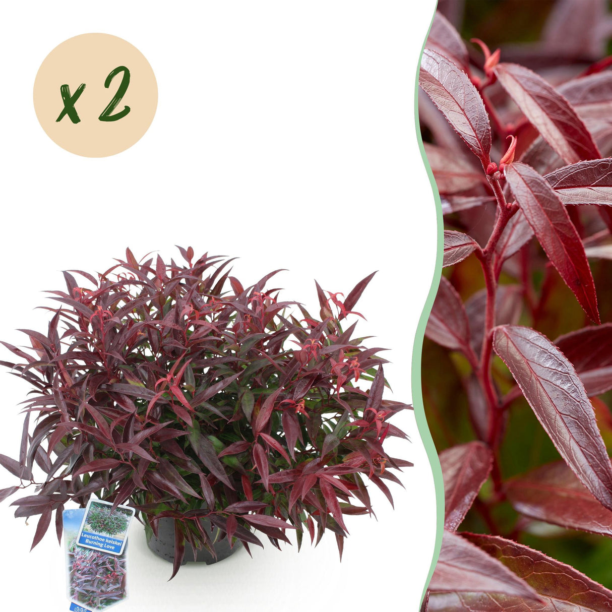Livraison plante Leucothoe Burning Love – Lot de 2 – Pot 17cm – Hauteur 45 cm