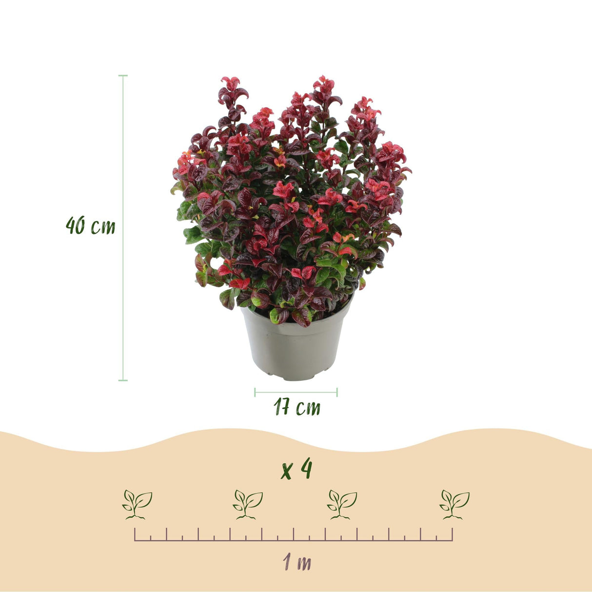 Livraison plante Leucothoe Curly Red – Lot de 1 – Pot 17 cm – Hauteur 40 cm