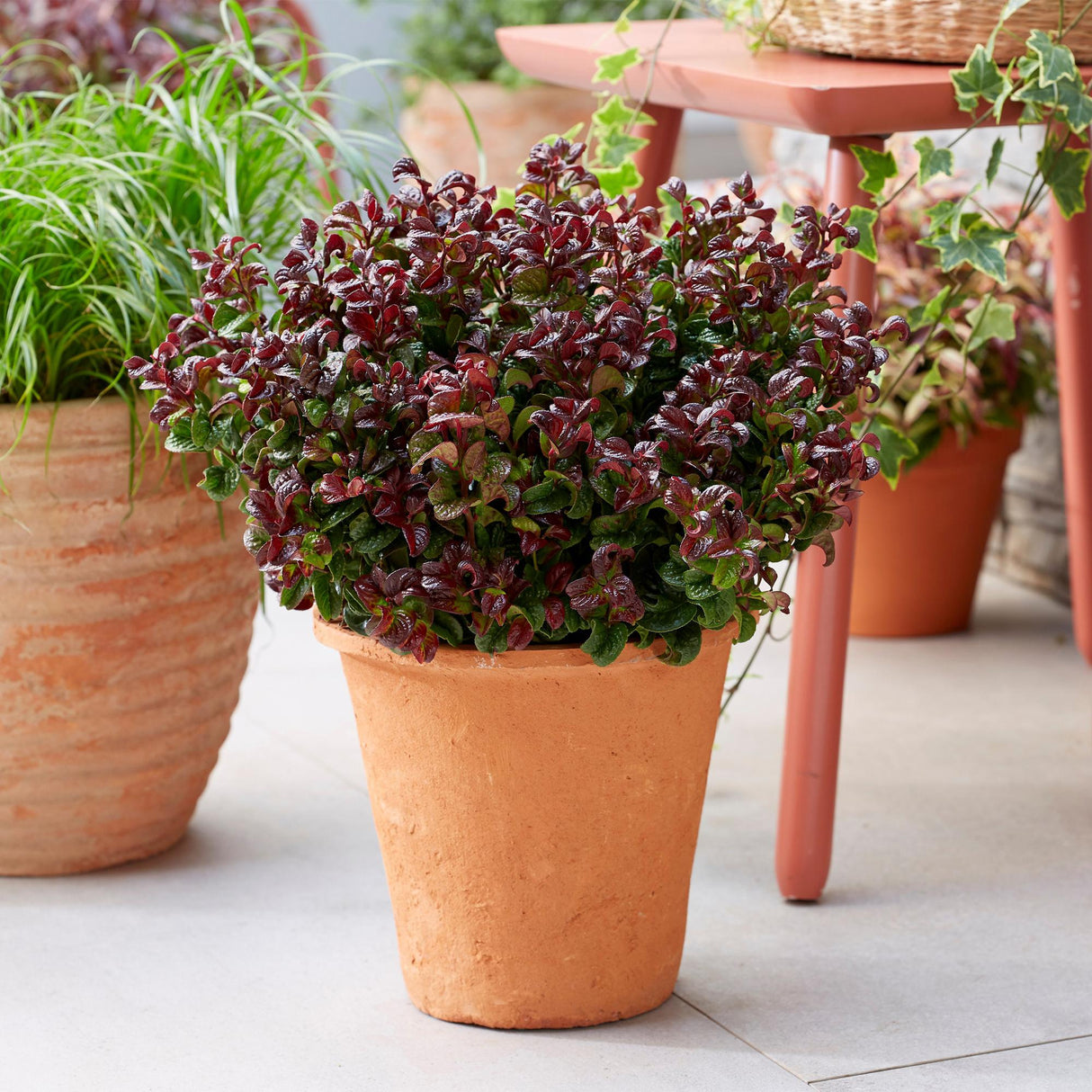 Livraison plante Leucothoe Curly Red – Lot de 2 – Pot 17 cm – Hauteur 40 cm