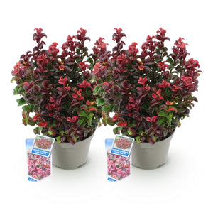 Livraison plante Leucothoe Curly Red – Lot de 2 – Pot 17 cm – Hauteur 40 cm