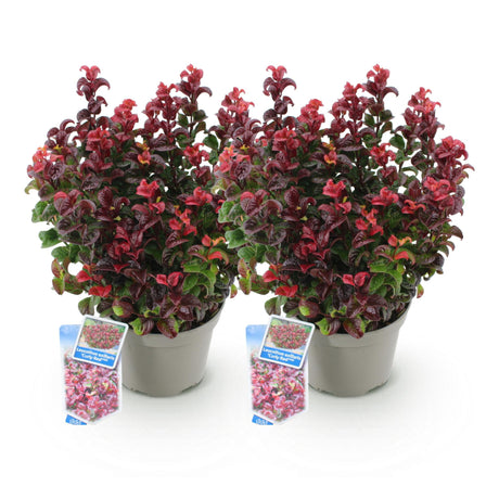 Livraison plante Leucothoe Curly Red – Lot de 2 – Pot 17 cm – Hauteur 40 cm