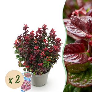 Livraison plante Leucothoe Curly Red – Lot de 2 – Pot 17 cm – Hauteur 40 cm