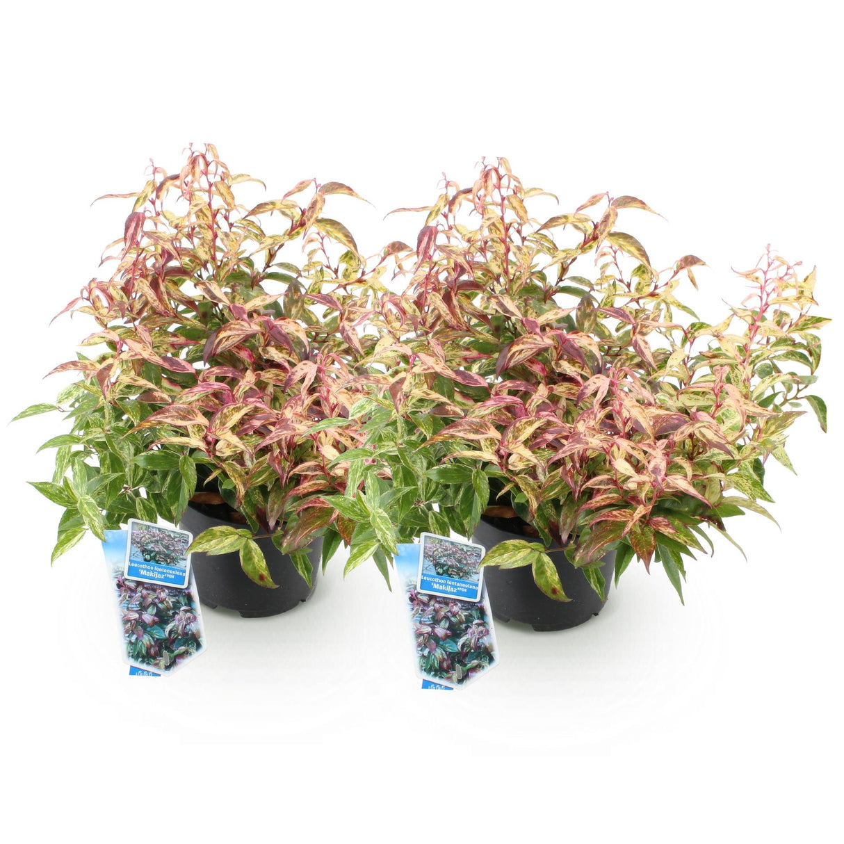 Livraison plante Leucothoe fontanesiana Makijaz – Lot de 2 – Hauteur 45 cm