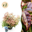 Livraison plante Leucothoe fontanesiana Makijaz – Lot de 2 – Hauteur 45 cm