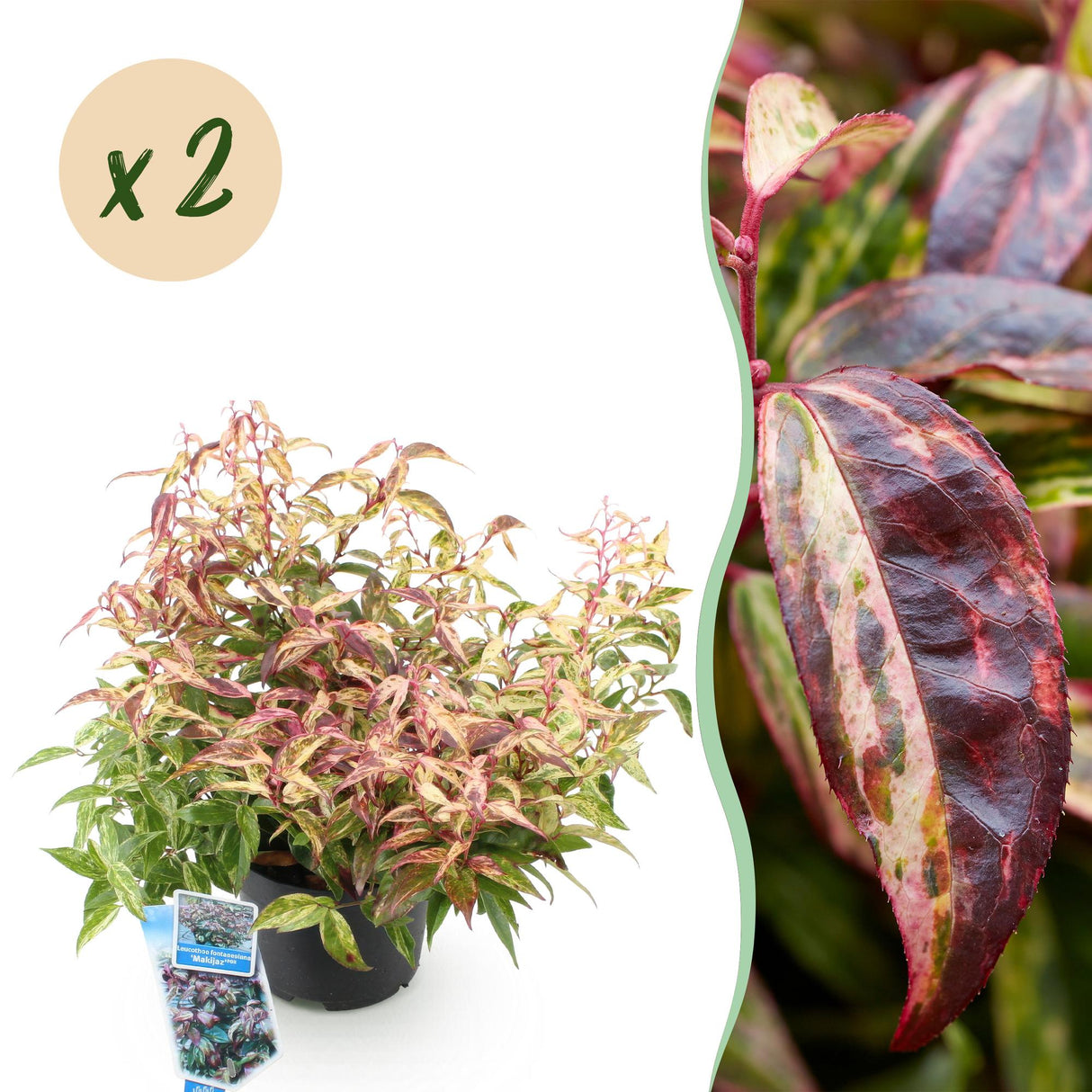Livraison plante Leucothoe fontanesiana Makijaz – Lot de 2 – Hauteur 45 cm