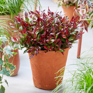 Livraison plante Leucothoe Little Flame – Lot de 1 – Pot 17cm – Hauteur 40cm