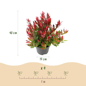Livraison plante Leucothoe Little Flame – Lot de 2 – Pot 17 cm