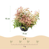 Livraison plante Leucothoe Makijaz – Lot de 1 – Pot 17 cm – Hauteur 45 cm